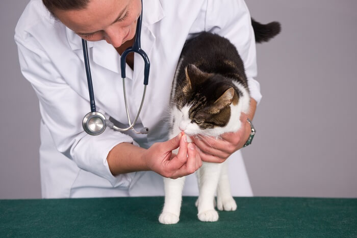 gatto con tricocefali presso l'ambulatorio veterinario