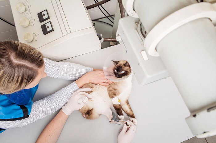 Radiografia di un gatto, utilizzata per diagnosi e valutazione medica.