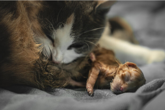 gatto affidatario con gattini