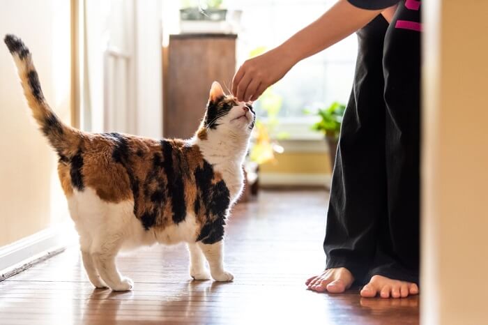 Dare dei dolcetti a un gatto.