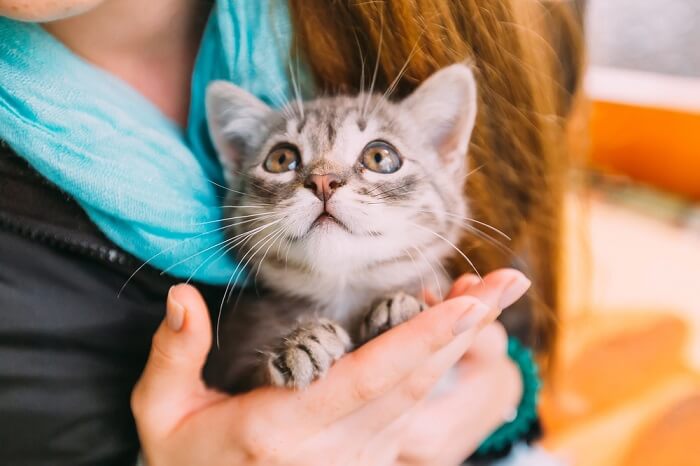 come far sì che il tuo gatto ti ami