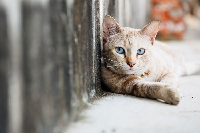 gatto randagio sdraiato sulla strada