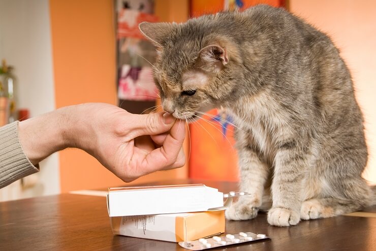 Un gatto a cui una persona premurosa somministra una medicina.