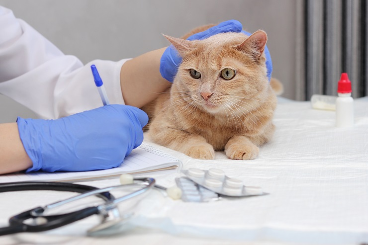 Un'immagine che cattura l'incontro di un gatto presso lo studio veterinario, mostrando il comportamento curioso e leggermente apprensivo dell'animale mentre interagisce con l'ambiente veterinario, evidenziando l'importanza di controlli e cure regolari.