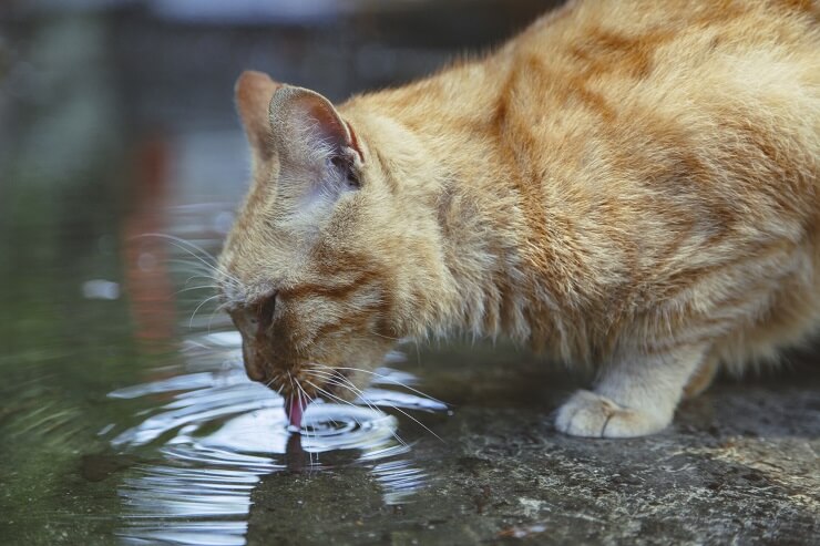 gatto che beve acqua da una pozzanghera