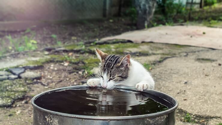 gatto che beve acqua da un vaso in giardino