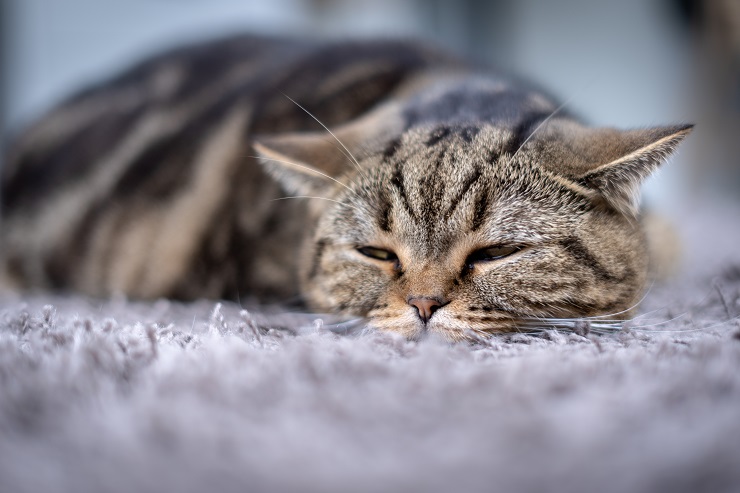 Immagine di un gatto malato con un'espressione preoccupata.