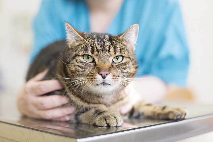 Immagine che raffigura un veterinario che interagisce con un gatto domestico durante una visita veterinaria.