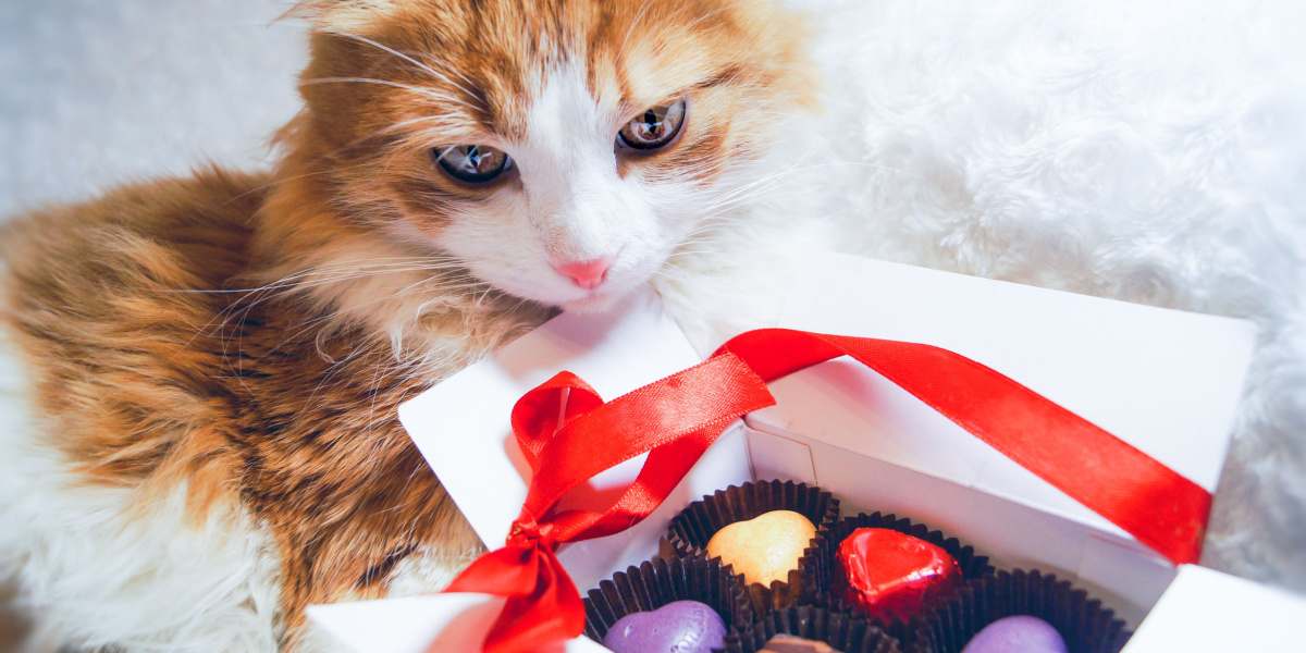 Immagine cautelativa raffigurante un gatto vicino a un pezzo di cioccolato.