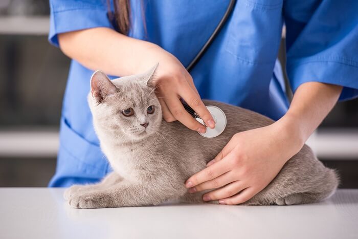 Gatto che riceve cure veterinarie da un veterinario premuroso