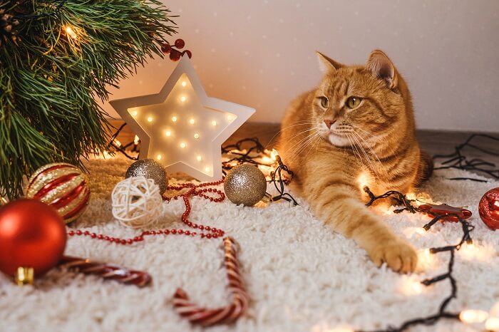 Un gatto dispettoso che crea scompiglio vicino all'albero di Natale.