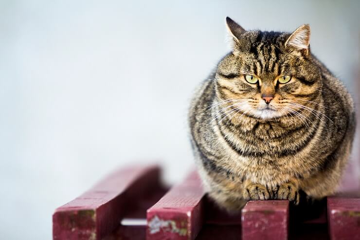 Un gatto sovrappeso o obeso, che evidenzia il problema dell'obesità felina e l'importanza di una dieta sana.