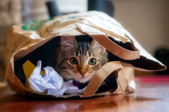 gatto stressato nascosto in un sacchetto di carta