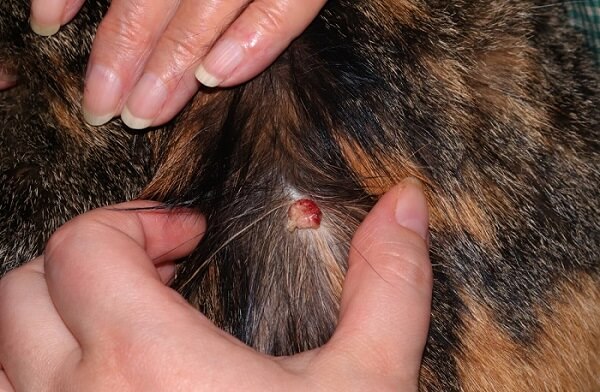 tumore della pelle Istiocitoma sul collo di un gatto