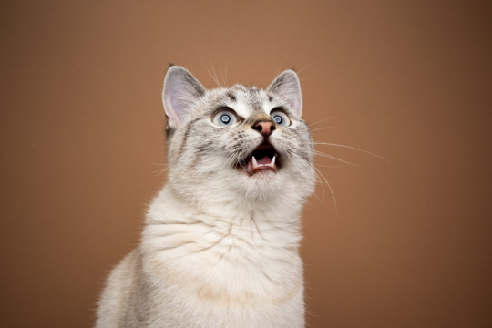 Che cosa sono le chiacchiere dei gatti e perché i gatti le fanno
