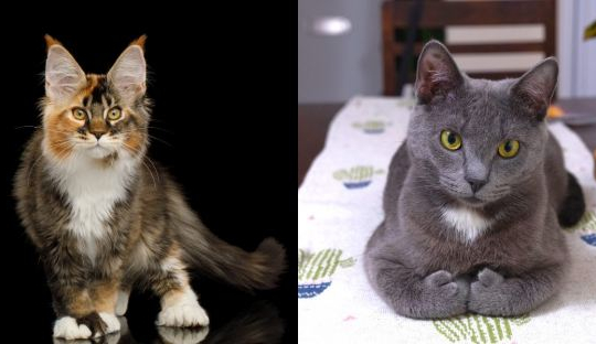 9 Cose che probabilmente non sapevi sui gatti polidattili