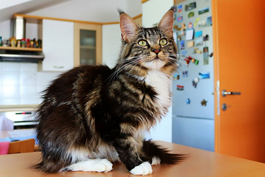 Come affrontare l'aggressività alimentare nei gatti