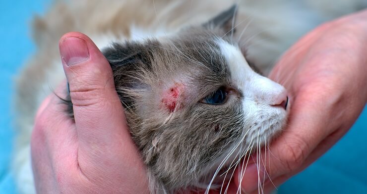 Persona che ispeziona un ascesso sulla testa del gatto