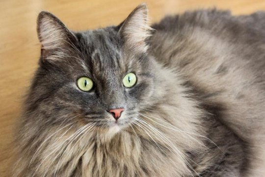 10 Affascinanti fatti sul cervello dei gatti