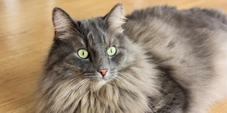 10 Affascinanti fatti sul cervello dei gatti