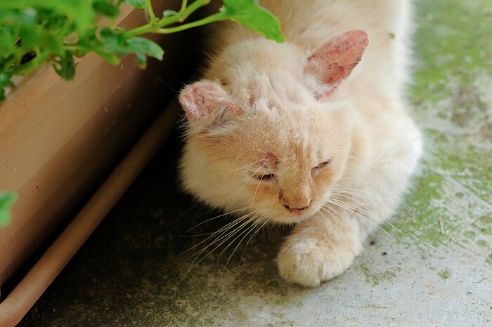 gatto infettato da un fungo