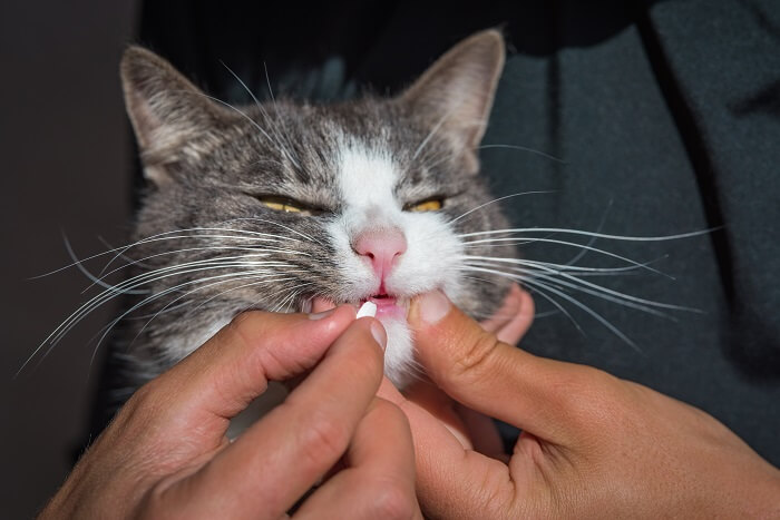 persona che somministra un farmaco al proprio gatto