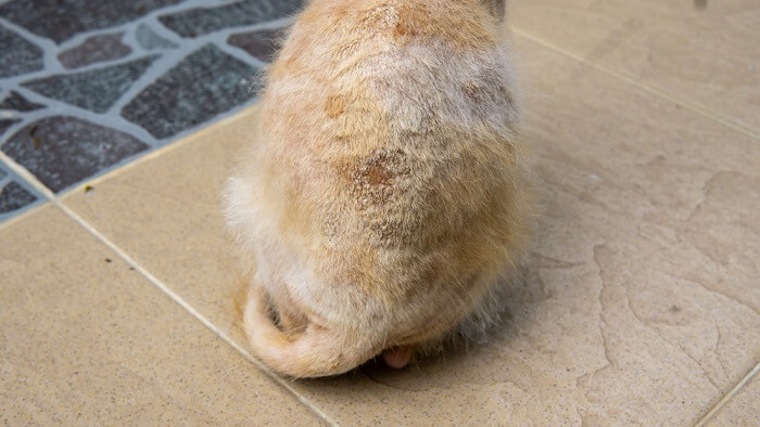 Un gatto con un'infezione fungina della pelle, che evidenzia la necessità di diagnosi e trattamento dei problemi cutanei felini.