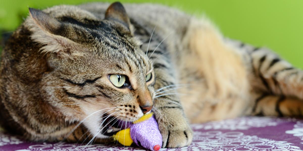 Immagine che ritrae un gatto impegnato a succhiare, un istinto naturale spesso manifestato come un'azione di conforto, che ricorda l'infanzia dei gattini.