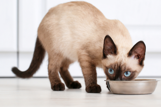 La guida completa all'alimentazione dai gattini agli anziani