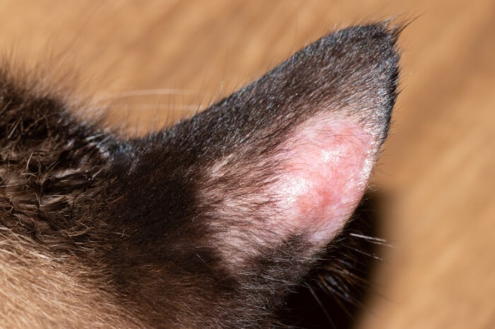 Lesione senza peli sull'orecchio di un gatto