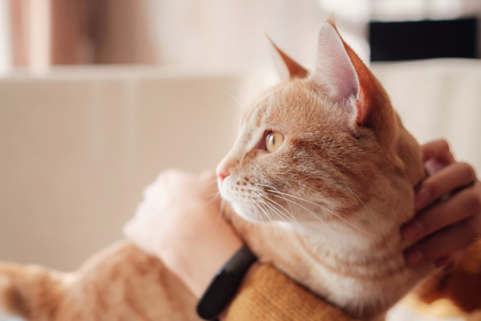 La scienza conferma che le persone che possiedono gatti sono più sane
