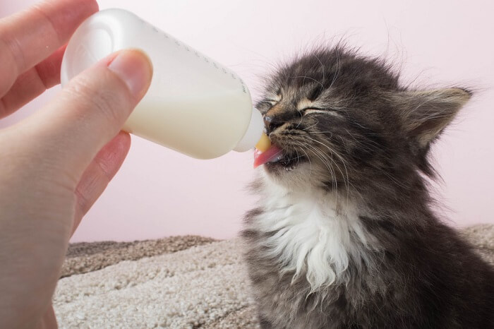 Un'immagine che cattura la tenera visione di un gattino che tiene in mano un biberon