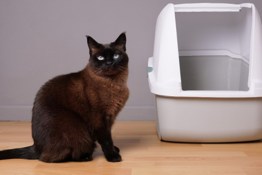 6 Motivi comuni per cui i gatti fanno pipì fuori dalla lettiera