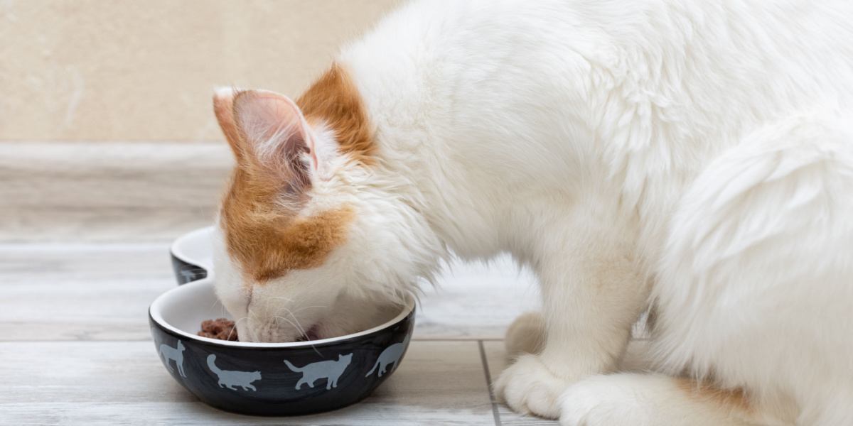 il gattino mangia il cibo da una ciotola