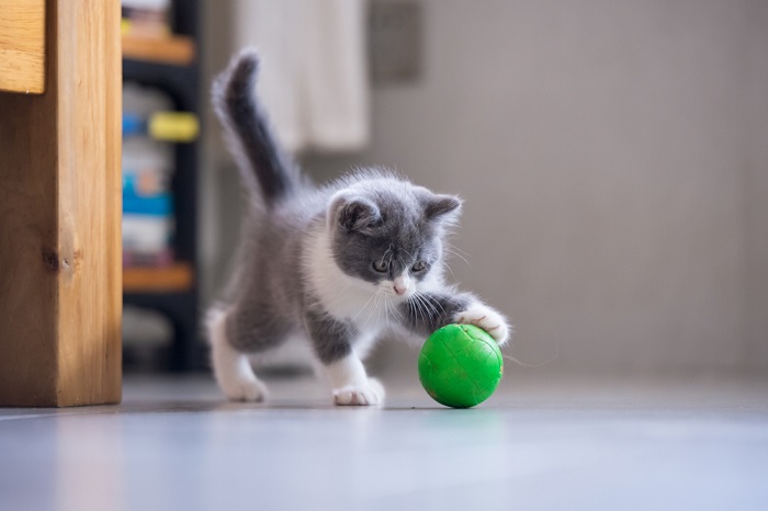 Un'immagine di un gattino vivace e gioioso impegnato nel gioco