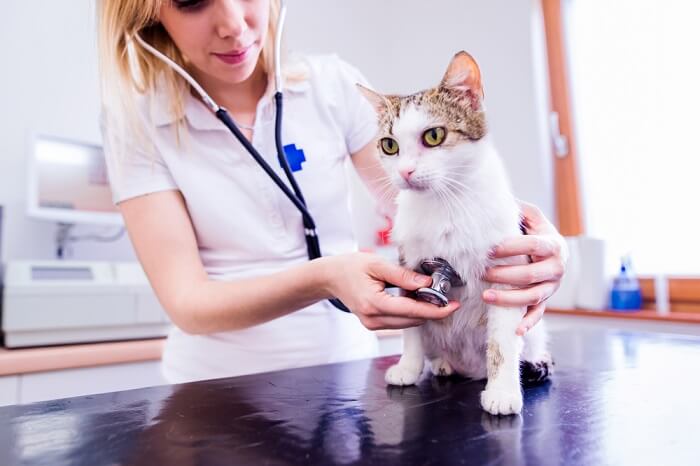 Un'immagine che ritrae un veterinario mentre esegue un esame approfondito dell'addome di un gatto.