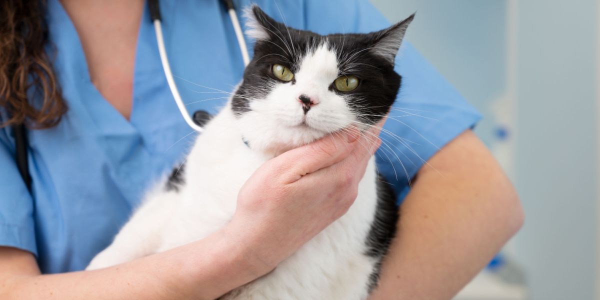 il veterinario tiene in braccio un simpatico gatto bianco