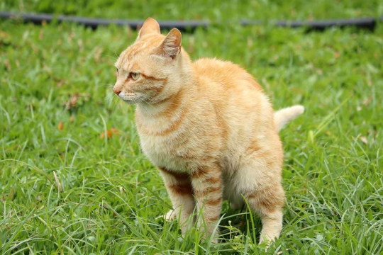 Perché il mio gatto non copre la cacca? Le 6 Cause principali