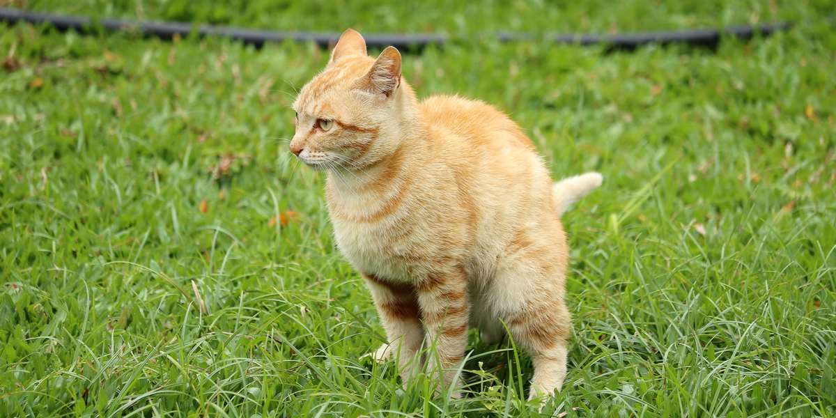 Immagine di un gatto che copre la cacca dopo averla defecata.