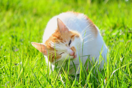 Perché i gatti mangiano l'erba? Dovresti preoccuparti?