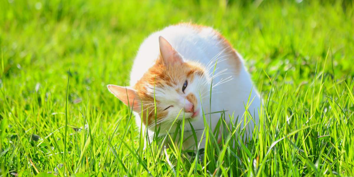 Immagine di un gatto che rosicchia l'erba, a dimostrazione del suo comportamento naturale di mangiare verdure come possibile aiuto per la digestione o come comportamento istintivo.