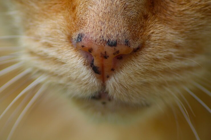 Un'immagine ravvicinata del muso di un gatto decorato con adorabili lentiggini, che gli conferiscono un aspetto unico e affascinante.