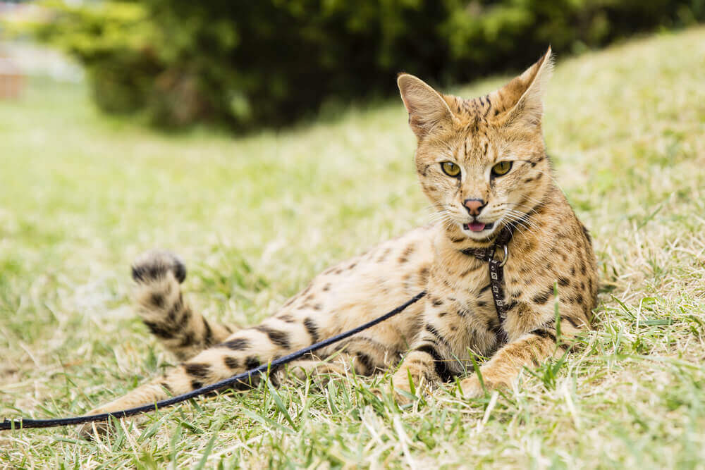 Gatto della savana