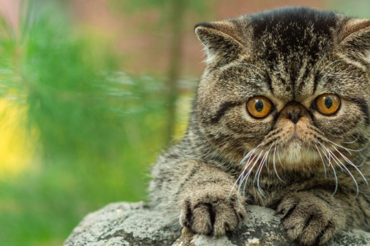 Le 10 Cose che i gatti odiano di più