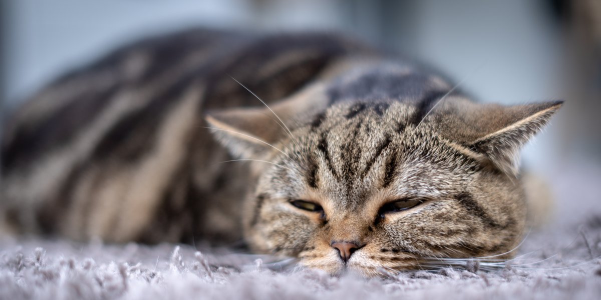 gatto letargico che dorme su un pavimento con tappeto