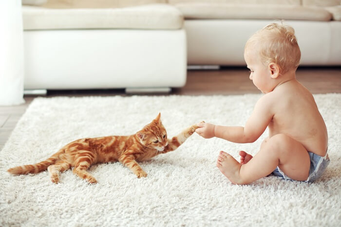 Un'adorabile immagine di un gatto e un bambino che si stringono la mano, a simboleggiare un'interazione deliziosa e delicata tra i due.