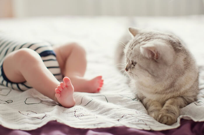 Un'immagine commovente di un gatto e un bambino che condividono un prezioso momento di curiosità e connessione.