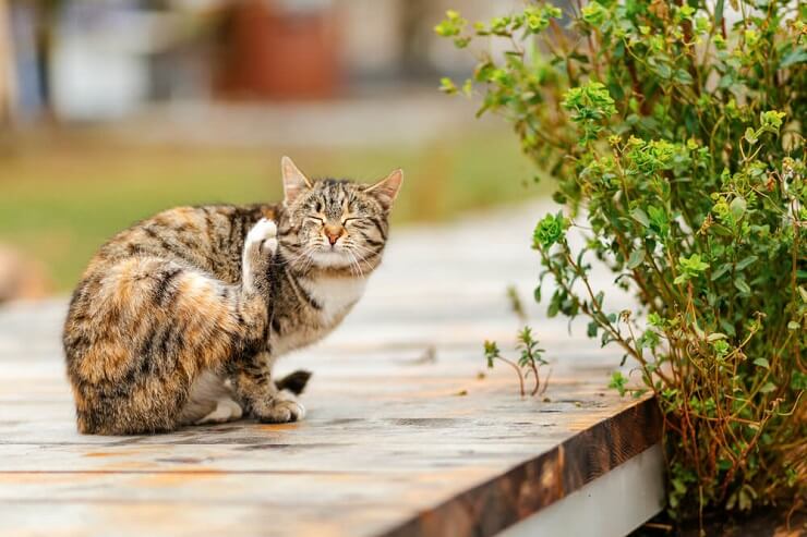 gatto con le pulci