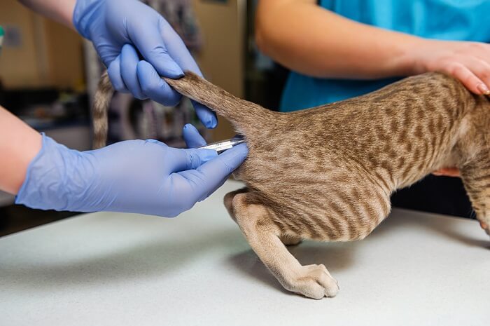 Una persona misura la temperatura a un gatto, una comune procedura veterinaria per valutare la salute dei felini.