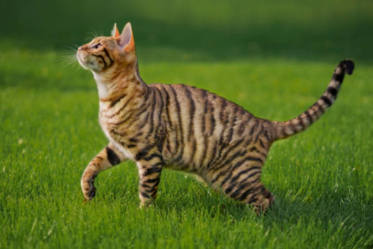 Quanto sono intelligenti i gatti? La scienza ha una risposta